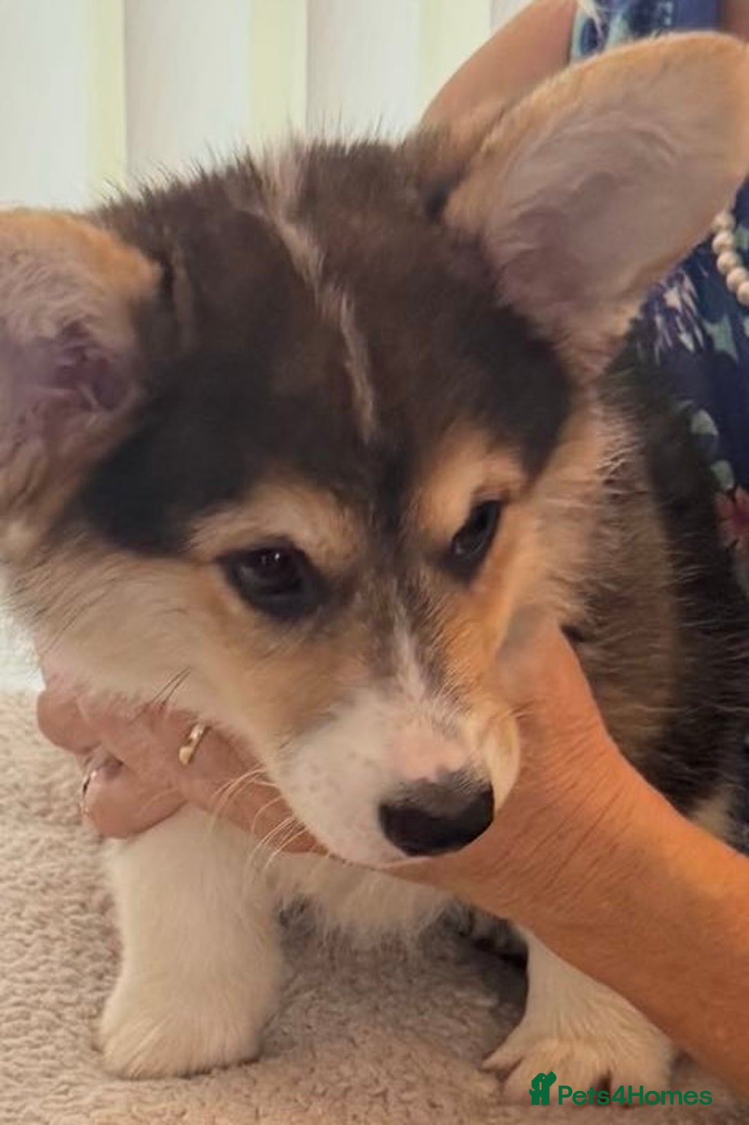 Welsh Corgi Pembroke dogs for sale: Two striking Pembrokeshire Corgis  - Image 3