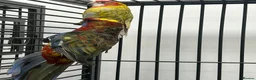 Mixed Breed birds for sale: Various Stunning Range Birds  - Advert 4