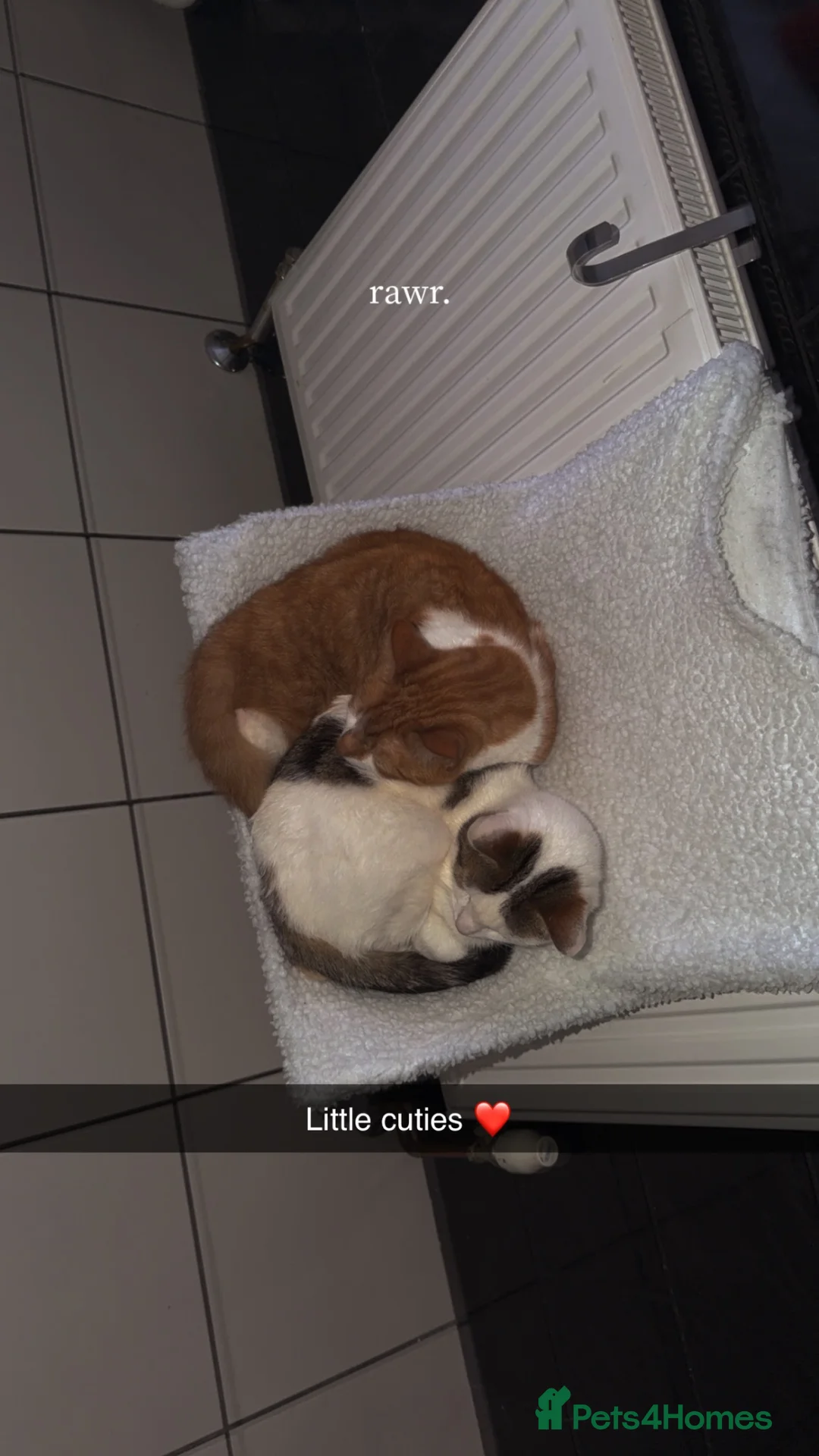 Mixed Breed cats for sale: Two male cats needing a forever home in Darlington - Advert 2