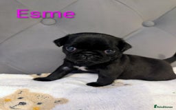 Pug dogs for sale: Pug Puppies - Image 21
