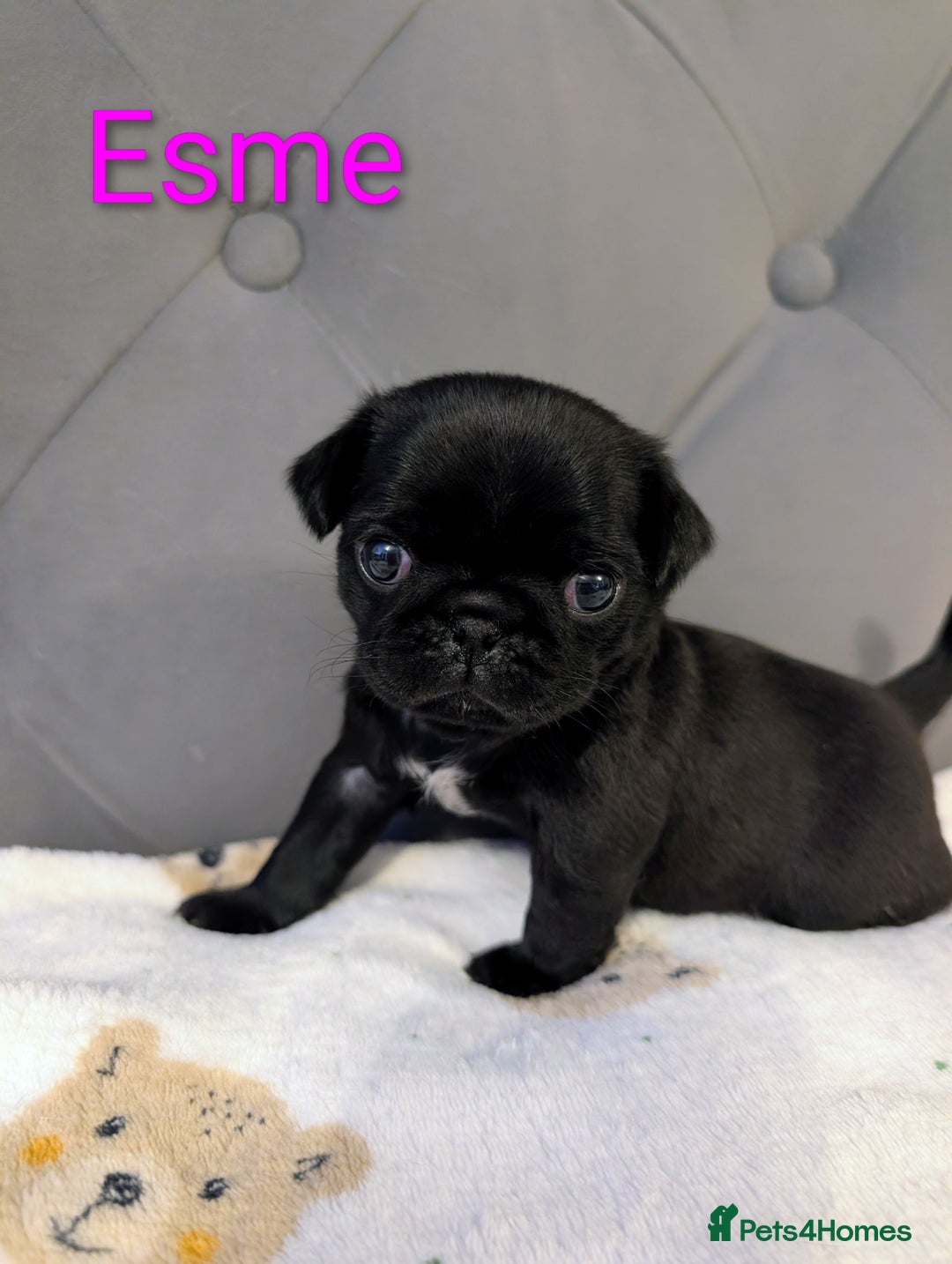 Pug dogs for sale: Pug Puppies - Image 21