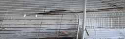 Finches birds for sale: Zebra finches  in Harrow - Advert 5