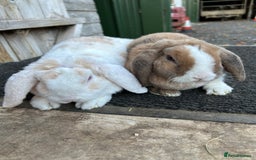 Mini Lop rabbits for sale: Mini plush lop female rabbits - Image 2
