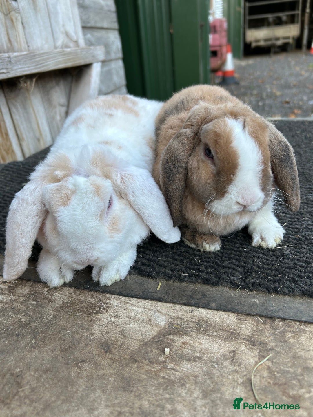 Mini Lop rabbits for sale: Mini plush lop female rabbits - Image 2