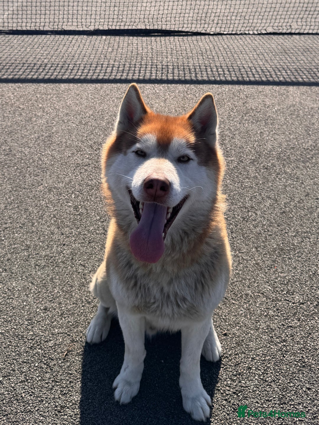 Siberian Husky dogs for sale: Boyka - Image 1