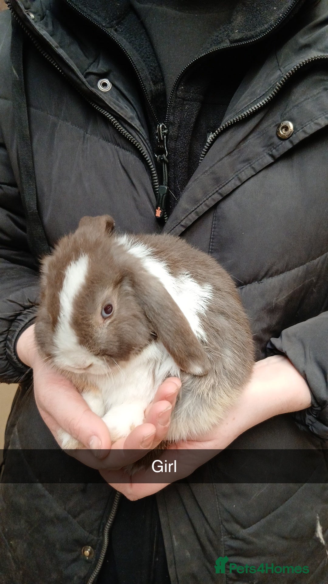 Mini Lop rabbits Baby Mini Lop Rabbits Available Now - Advert 2