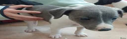 Mixed Breed dogs for sale: Bedlington whippet/Bedlington greyhound x whippet - Advert 11
