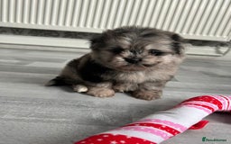 Pomeranian dogs for sale: TINY MARBLE POMERANIAN GIRL  - Image 7