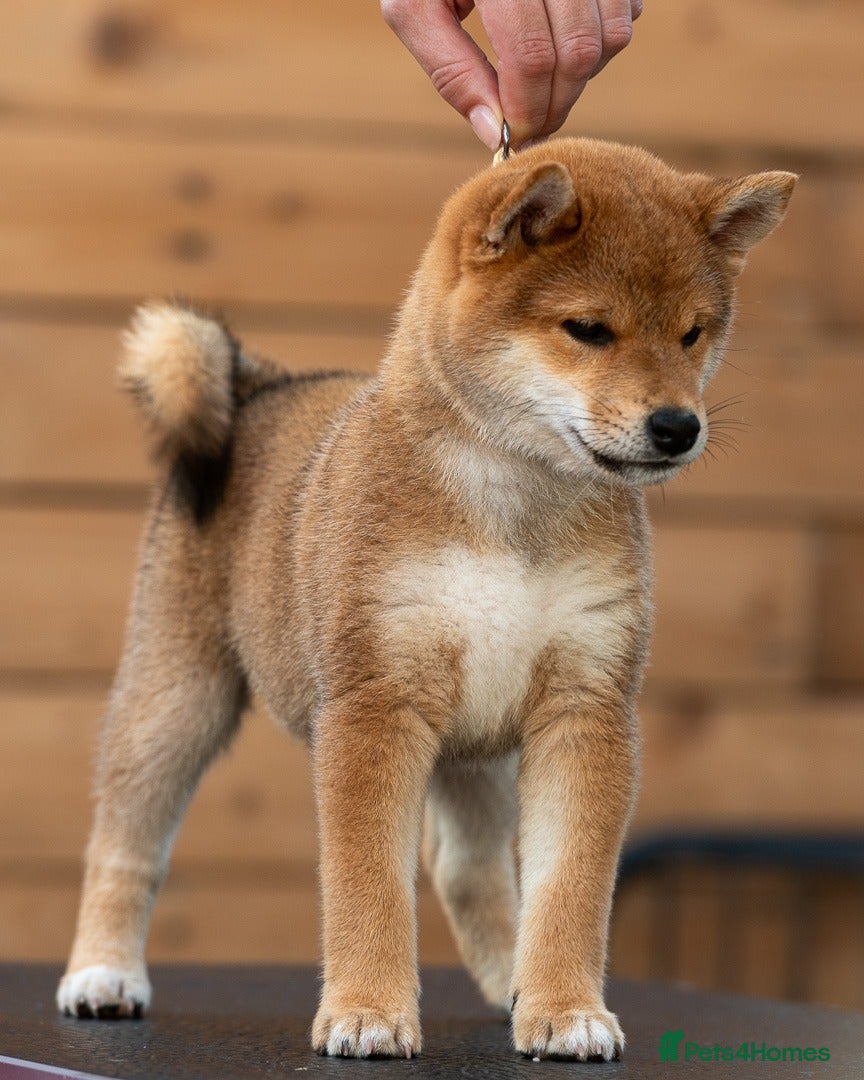 Japanese Shiba Inu dogs Quality Japanese shiba inu  - Advert 10
