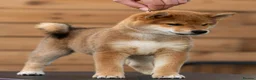 Japanese Shiba Inu dogs for sale: Quality Japanese shiba inu  - Advert 2