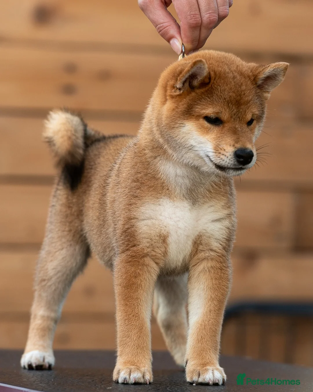 Japanese Shiba Inu dogs for sale: Quality Japanese shiba inu  - Advert 2