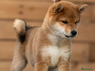 Japanese Shiba Inu dogs Quality Japanese shiba inu - Advert 2