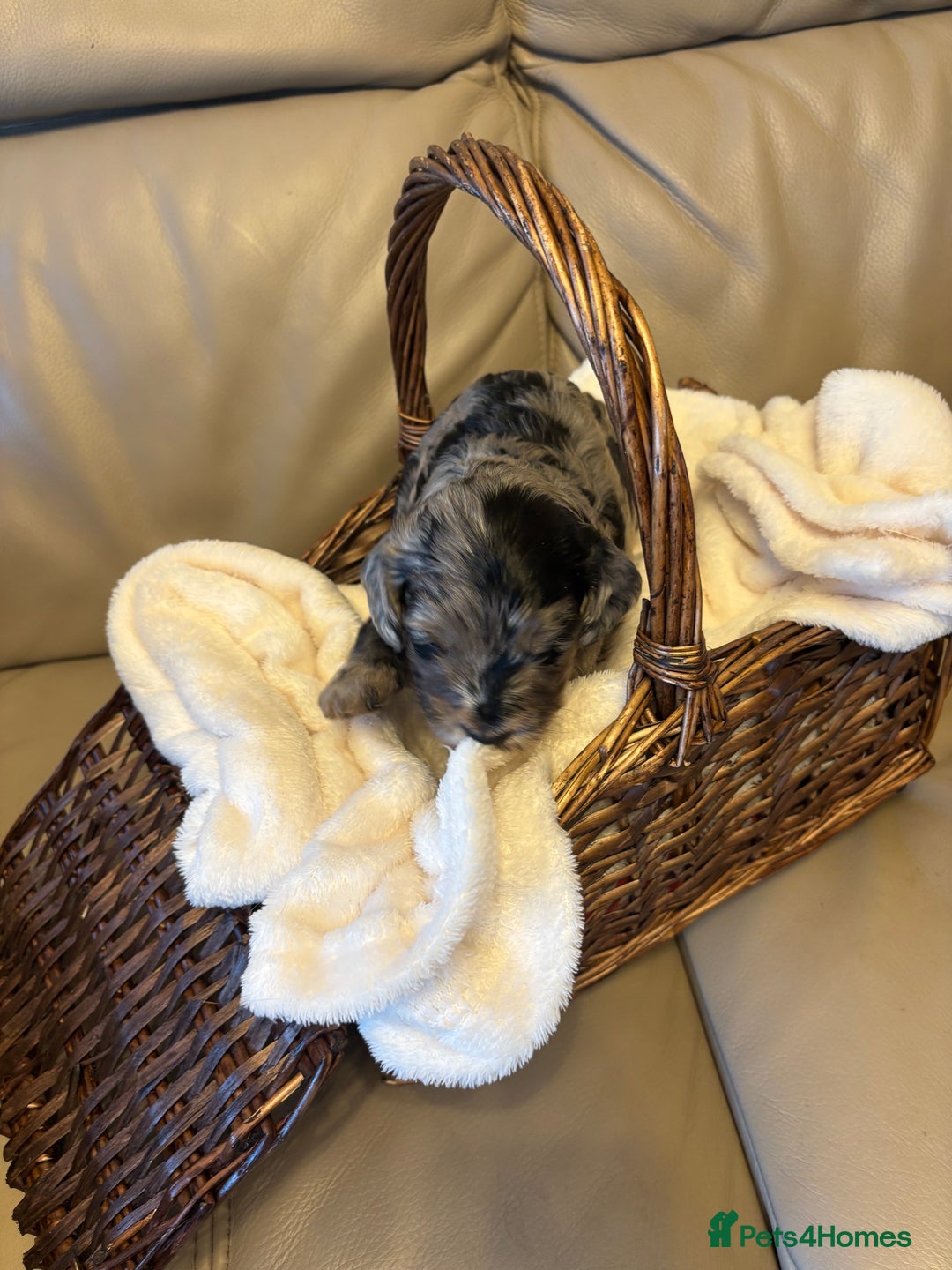 Cockapoo dogs for sale: Cockapoos Ready for New Homes 22nd December - Advert 9