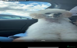 Cockapoo dogs for sale: F1 cockapoos  - Image 10