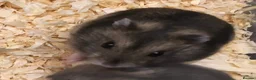 Hamster rodents for sale: Baby Winter White Russians from our show stock  - Advert 11
