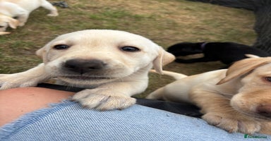 Labrador Retriever dogs in Rotherham - Advert 2