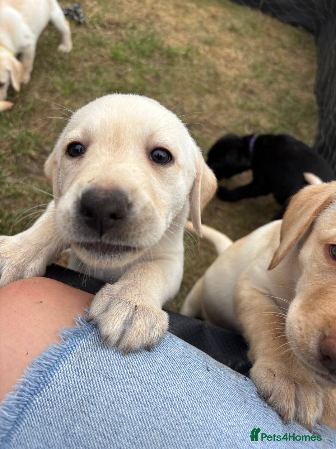 Labrador Retriever dogs for sale: KC Registered+Health checked Labrador puppies! in Rotherham - Image 3