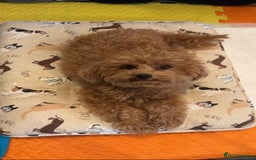 Toy Poodle dogs for sale: Beautiful red Toy Poodle Puppies  - Image 4
