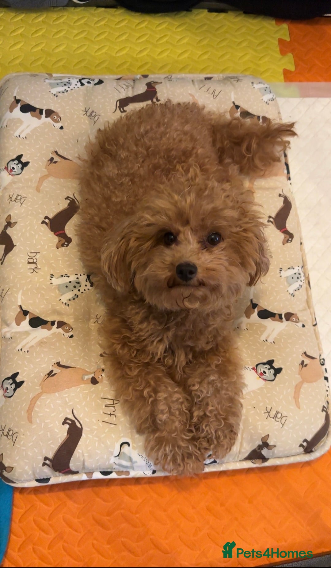 Toy Poodle dogs for sale: Beautiful red Toy Poodle Puppies  - Image 4