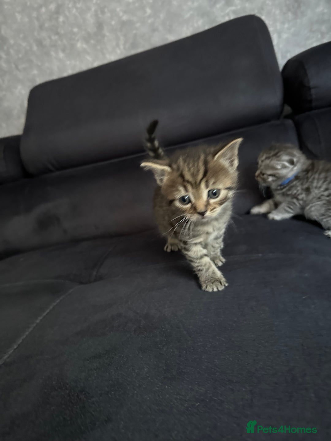 Scottish Fold cats for sale: Scottish fold/straight - Image 13