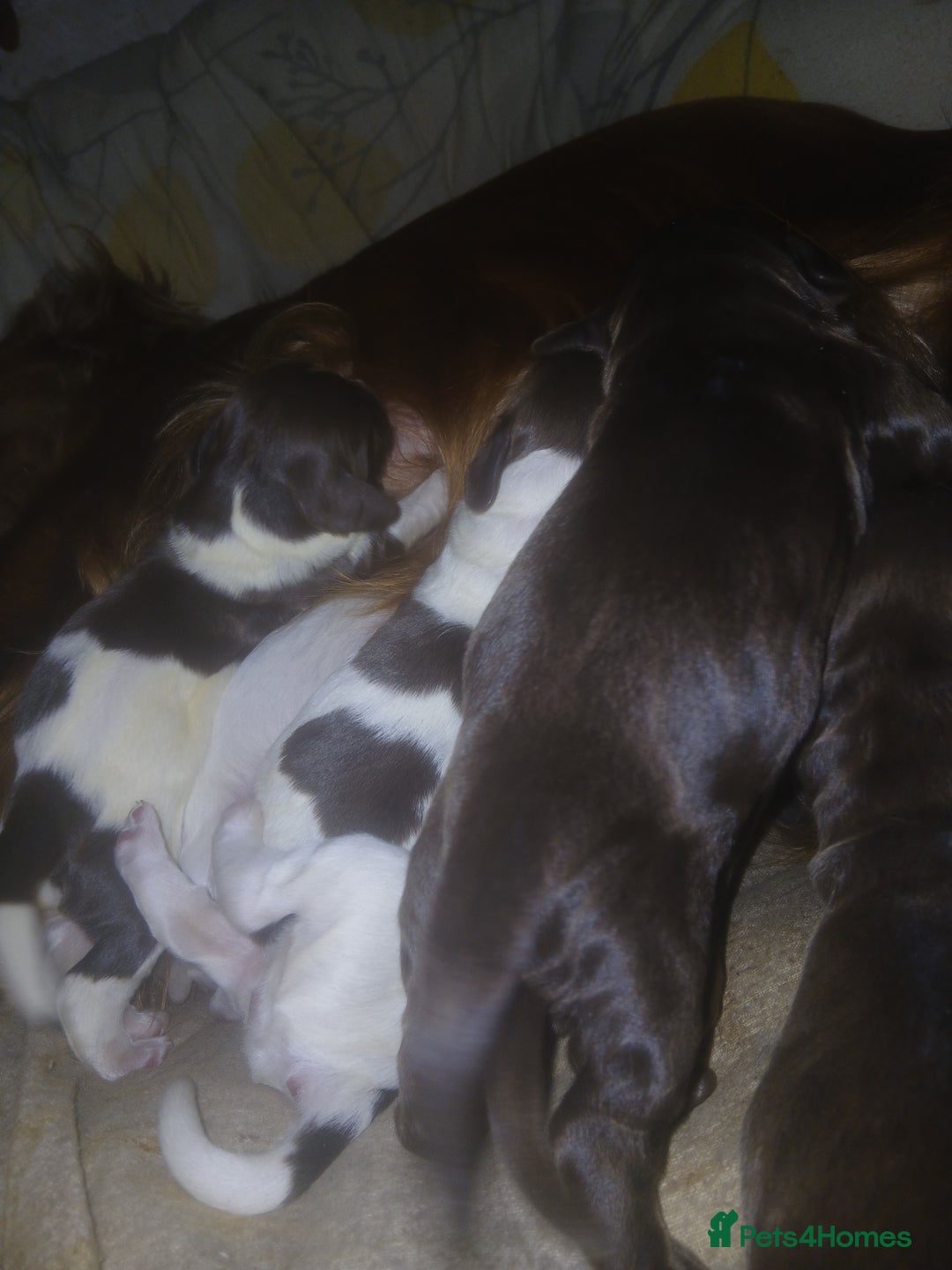 Sprocker dogs for sale: Sprockers - Advert 7