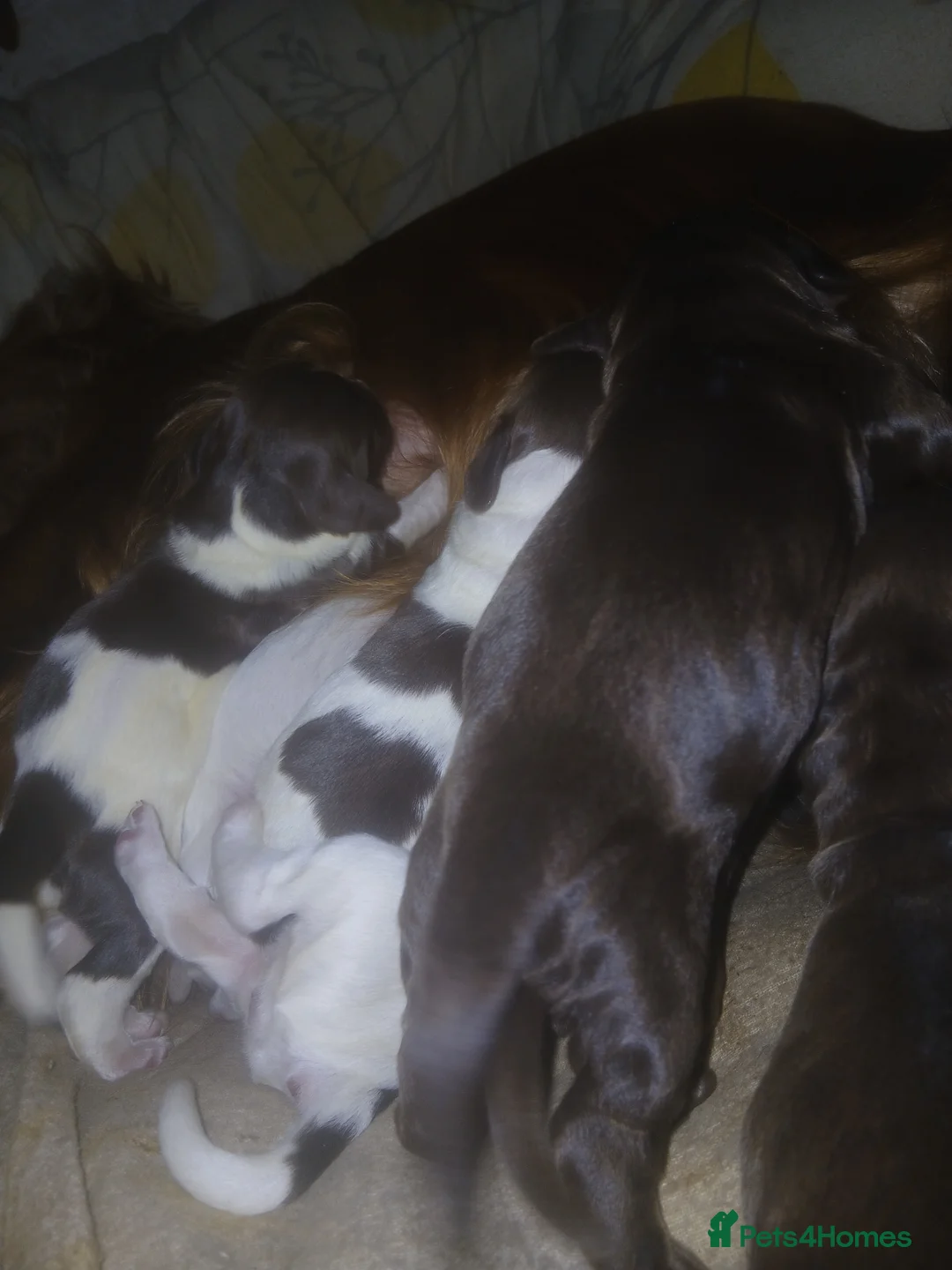 Sprocker dogs for sale: Sprockers - Advert 7