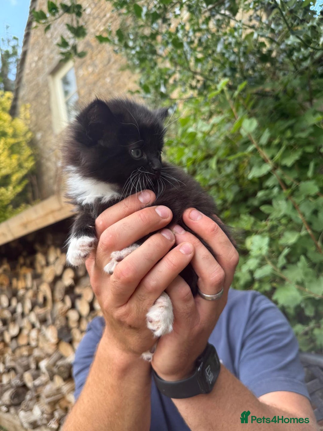 Mixed Breed cats for sale: Kittens for sale  - Image 5