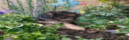 Jackapoo dogs for sale: F1b jackapoo puppies - Advert 12