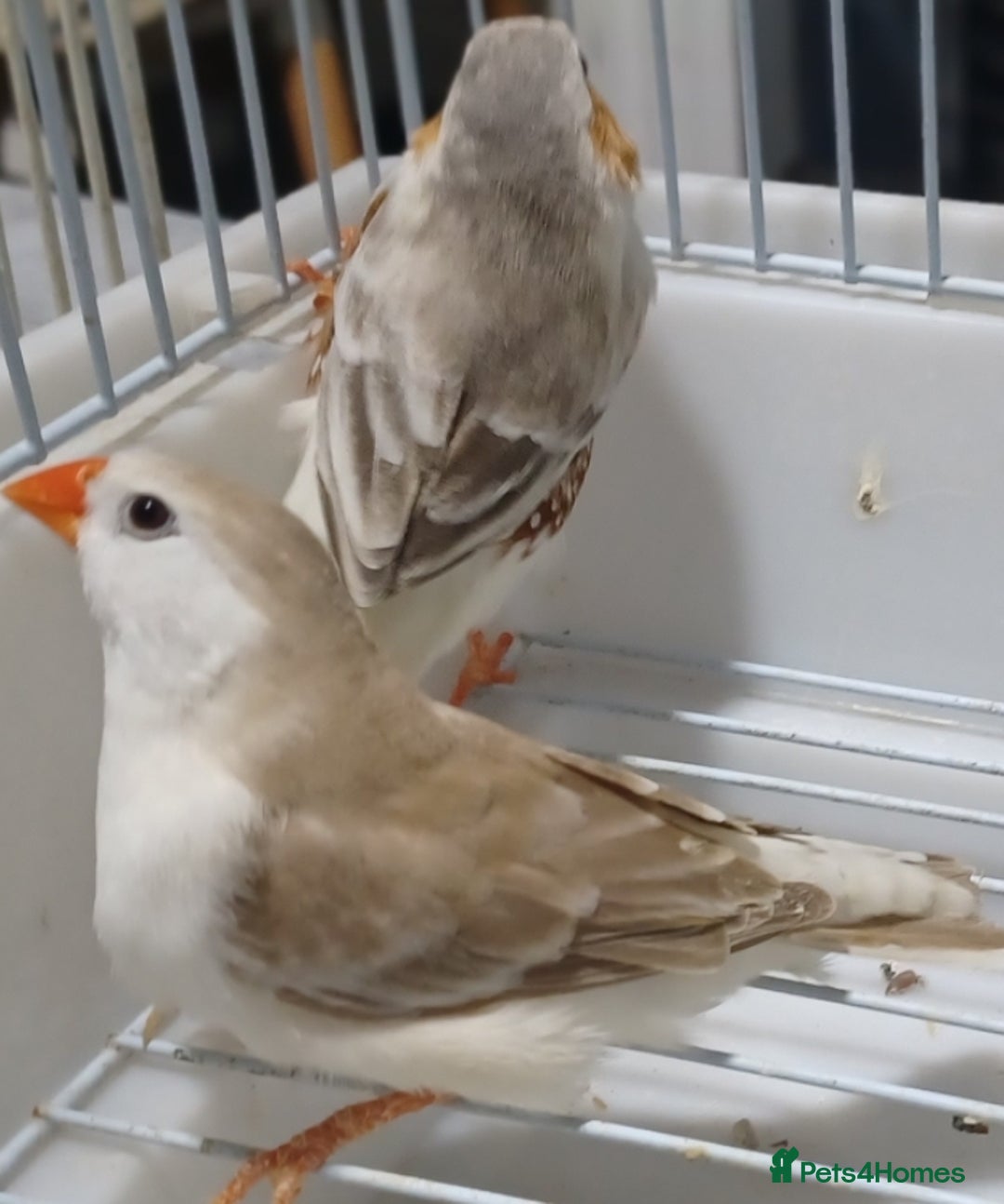 Finches birds for sale: PENGUIN ZEBRA FAWN PIED FINCHES  - Advert 2