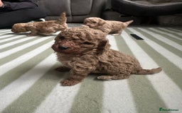 Poodle dogs for sale: TOY   POODLE PUPPIES 🐶 FOR SALE 🐾🐾🐾 - Advert 4