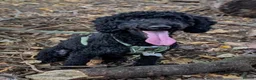 Cockapoo dogs for sale: Ted – Looking for His Forever Home - Advert 13