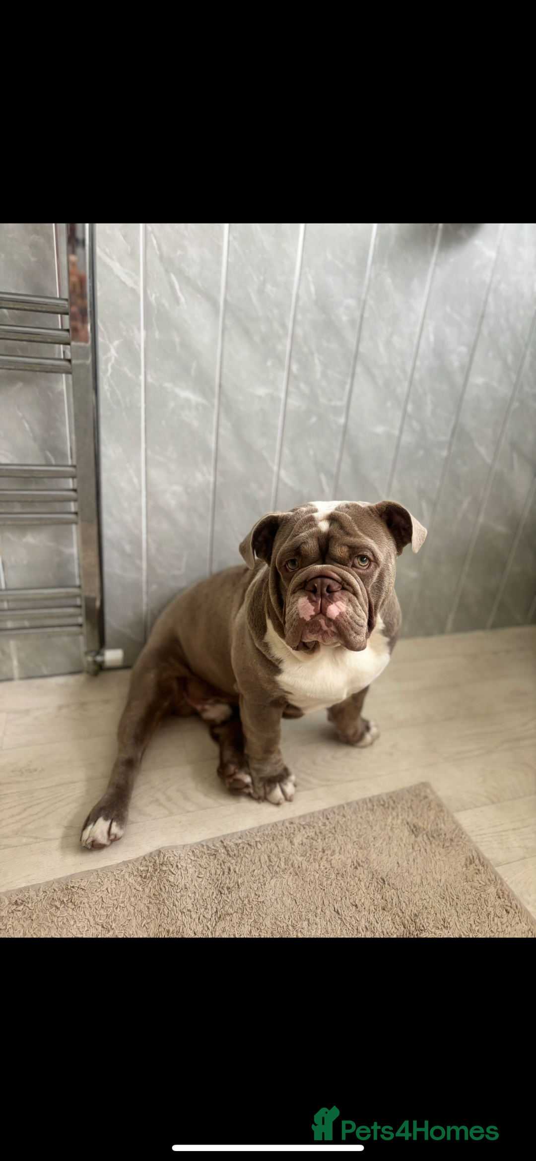 English Bulldog dogs for sale: Lilac male British bulldog - Advert 9