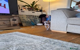 Sphynx cats for sale: Tuco loving shpynx boy  - Image 6