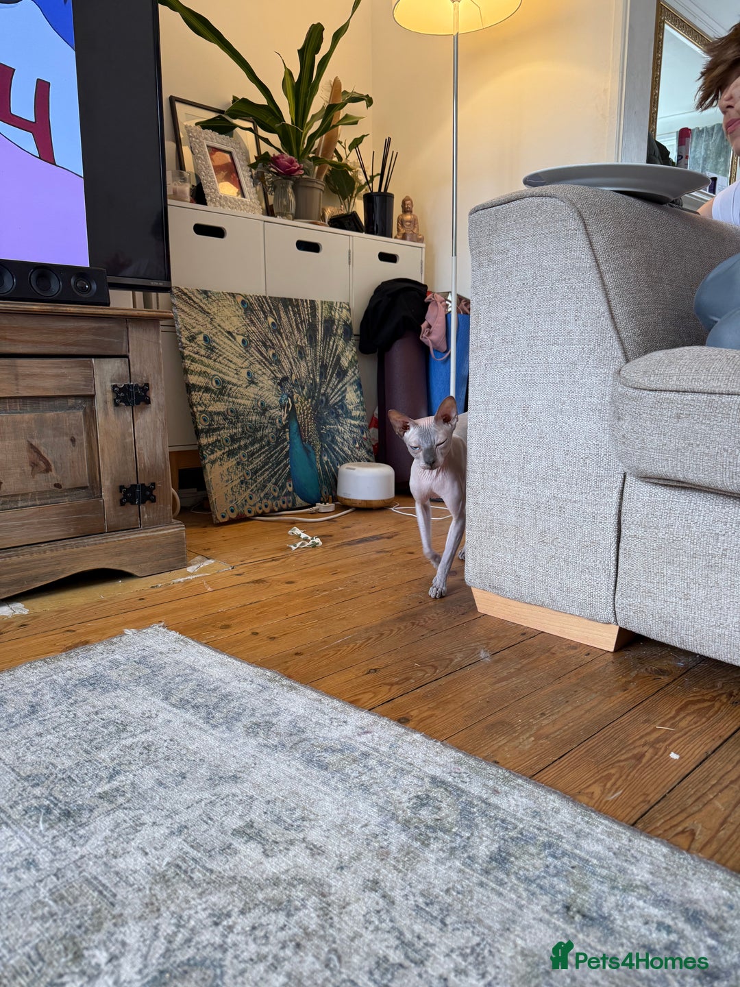 Sphynx cats for sale: Tuco loving shpynx boy  - Image 6