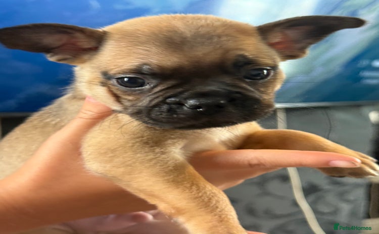 Frug dogs - Advert 9