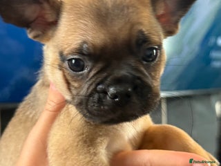 Frug dogs - Advert 5