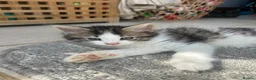 Mixed Breed cats for sale: Friendly playful kittens - Advert 5