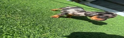 Dachshund dogs for sale: 4 beautiful boys  - Advert 22