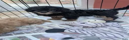 Maltipoo dogs for sale: Stunning Toy Maltipoo Puppies  - Advert 7