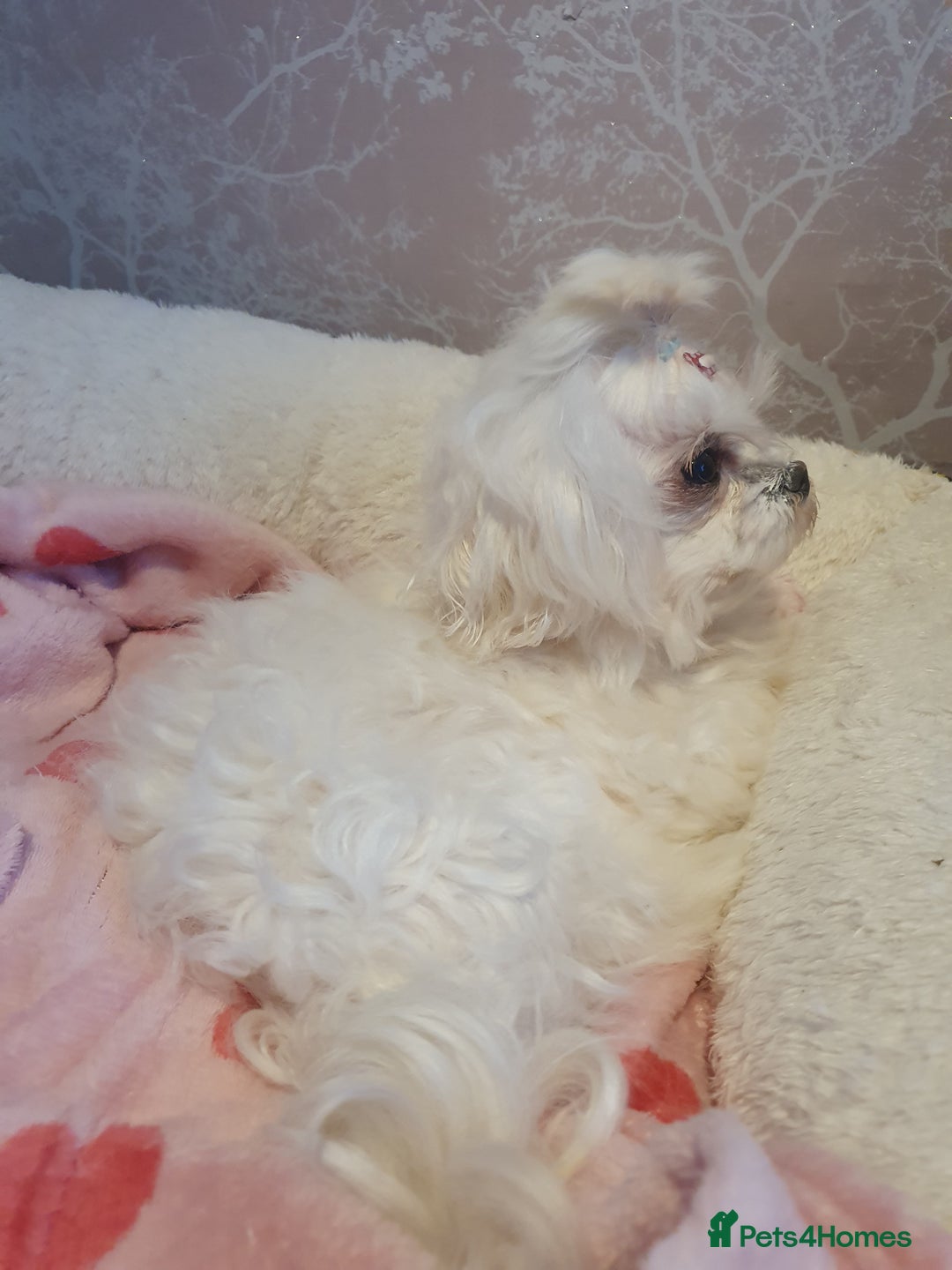 Maltese dogs for sale: 💔 Loving Home Needed for Molly 💔 - Advert 8