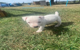 Mixed Breed dogs for sale: Jack Russels  - Image 4
