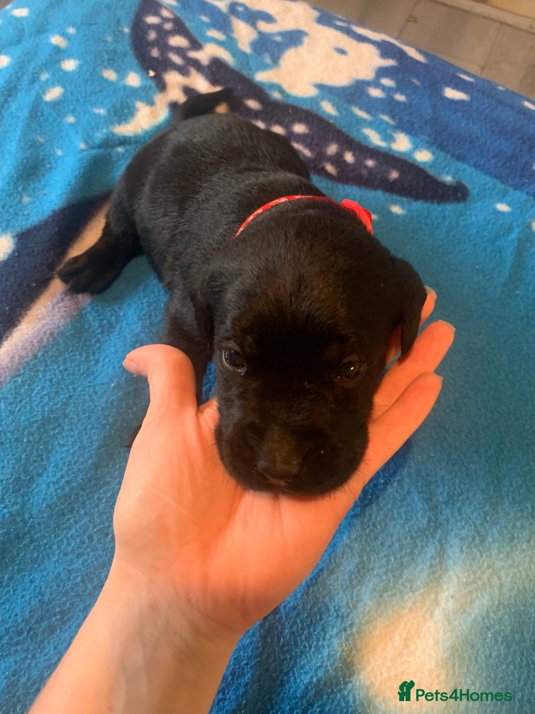 Labrador Retriever dogs for sale: Labrador puppys - Image 34