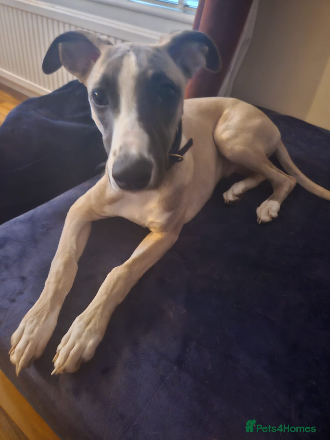 Whippet dogs for sale: Whippet for rehoming - Image 2