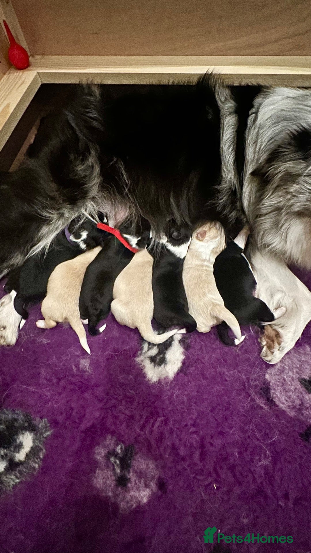 Border Collie dogs Beautiful Border Collie Puppies-KC Registered - Advert 1