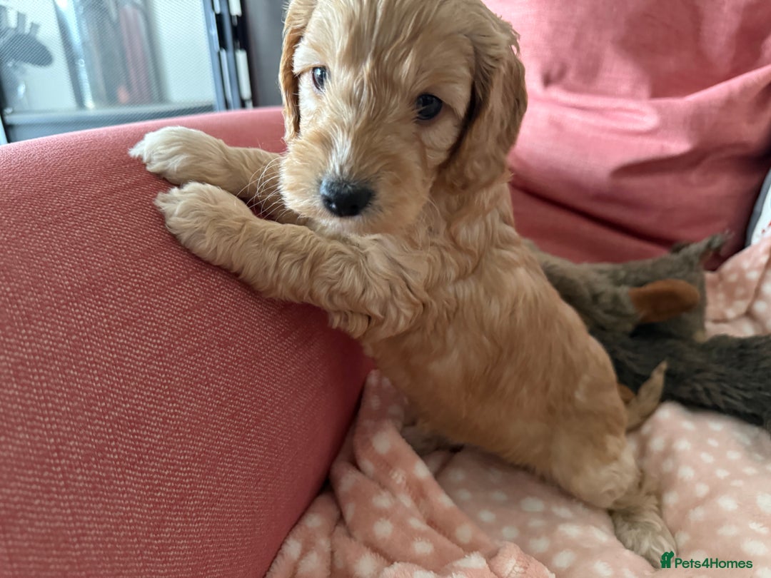 Cockapoo dogs for sale: F1 Cockapoo Puppies 5⭐️⭐️⭐️⭐️⭐️ Breeder - Advert 14