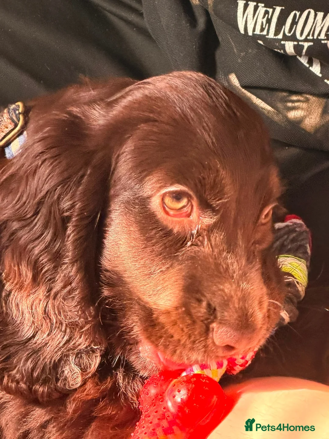 Cocker Spaniel dogs for sale: Gorgeous cocker spaniel  in Runcorn - Advert 6