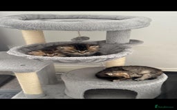 Scottish Fold cats for sale: Scottish Fold Kittens – Ready for New Homes  - Image 5