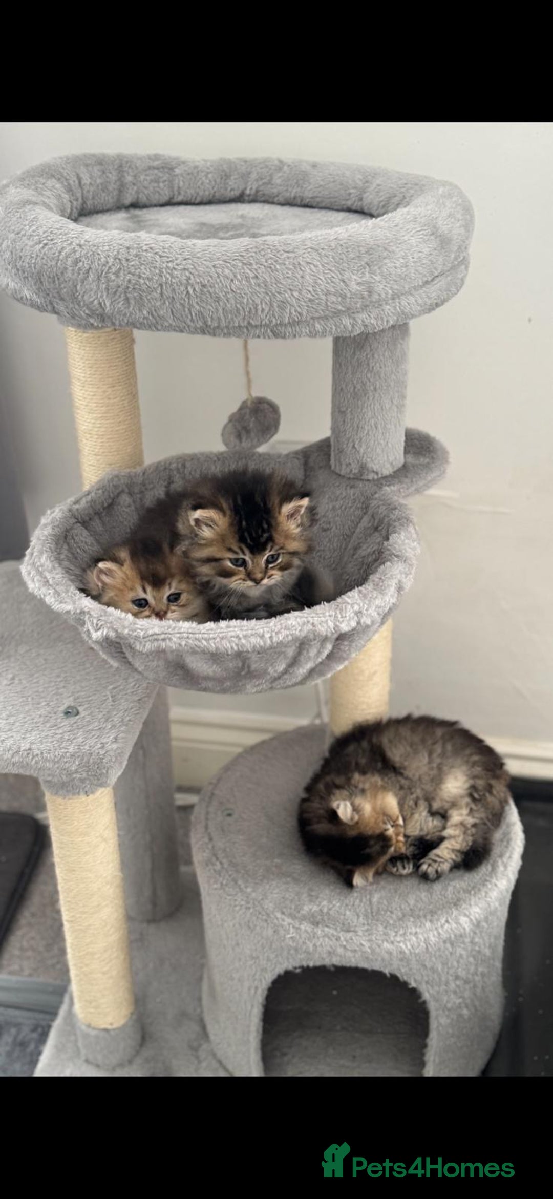 Scottish Fold cats for sale: Scottish Fold Kittens – Ready for New Homes  - Image 5