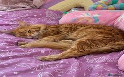 Maine Coon cats for sale: Ginger Maine coon boy - Image 1