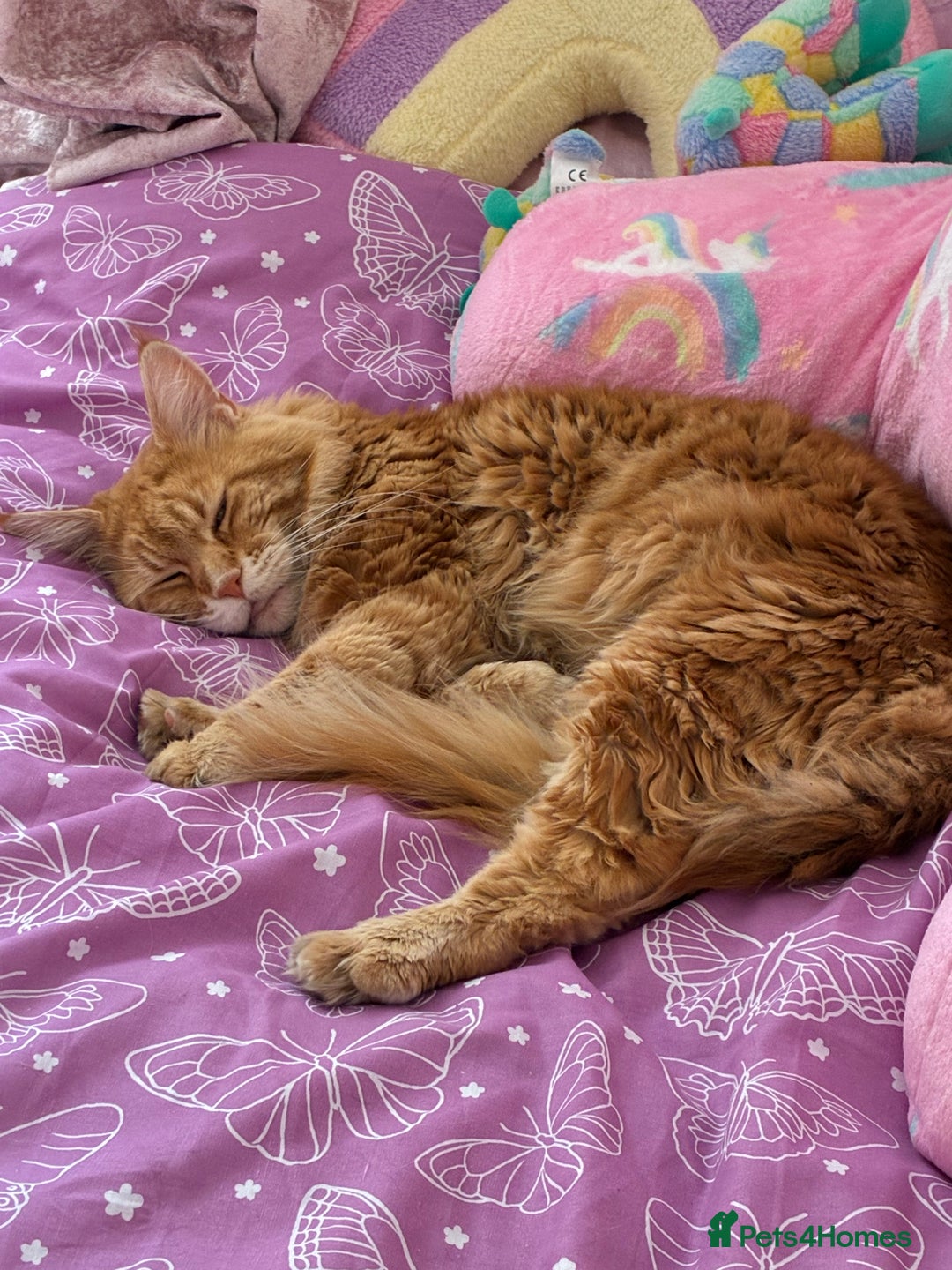 Maine Coon cats for sale: Ginger Maine coon boy - Image 1